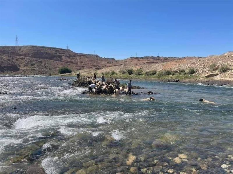 إنقاذ عشرات الأغنام من الغرق في بحيرة سيروان في السليمانية