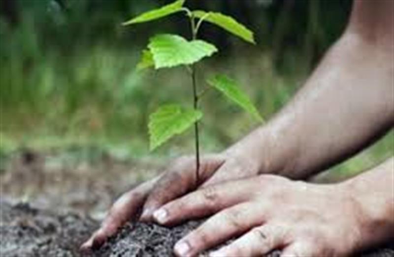 لـ’زيادة المساحات الخضراء’
استمرار حملة زراعة مليون شجرة التي بدأت من مدارس بغداد نحو جميع المحافظات