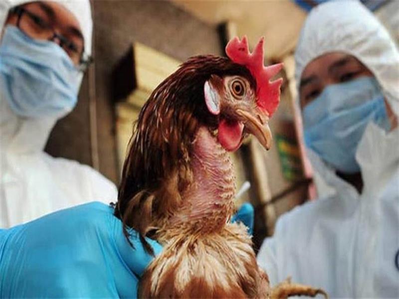 إعدام 85 ألف طائر في ولاية داكوتا الامريكية بسبب الإنفلونزا