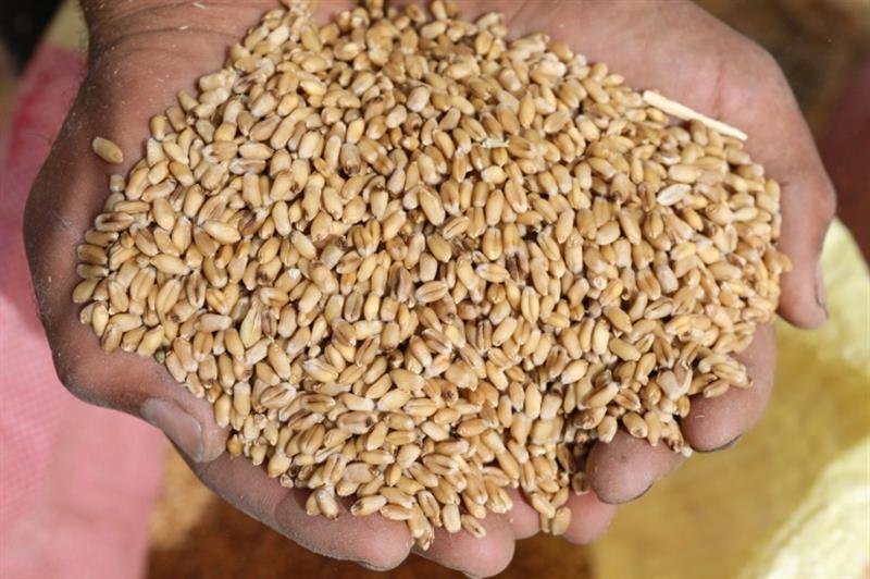 مسؤول عراقي: محصول القمح مؤمّن لهذا العام مع إجراءات لتقليل زراعة ’الشلب’