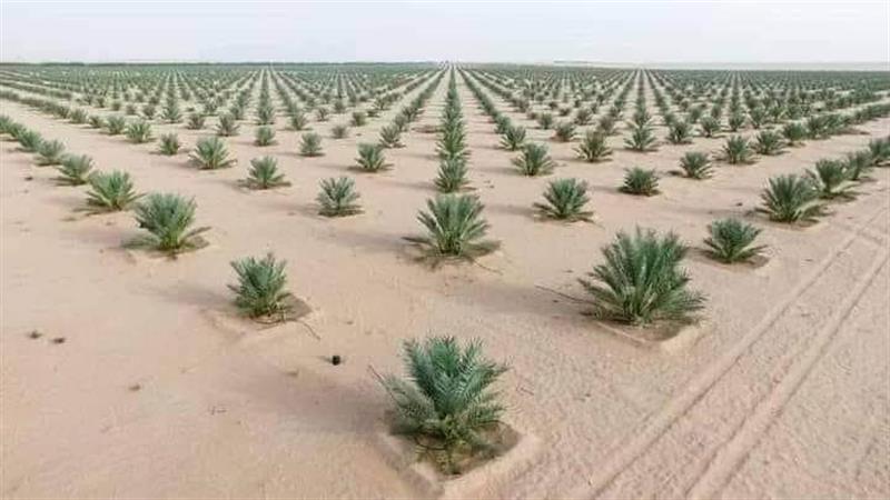 البيئة تضع خارطة طريق لزراعة مليون شجرة في الصحراء